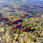 Fishing for genetic information