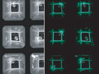 Picture caption: Performing in vivo HTS assays with 1 day old transgenic fish embryos using the Infinite M1000