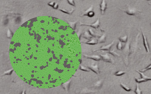 Spark makes it easy to visualize the cells in your assay plate 